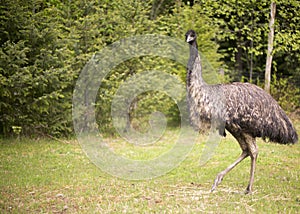 Emu in a field walking.