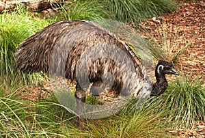 Emu, flightless bird