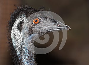 Emu flightless bird