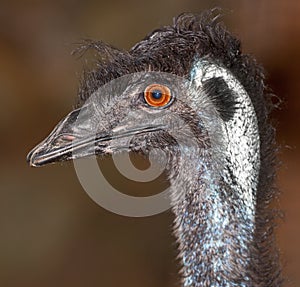 Emu flightless bird