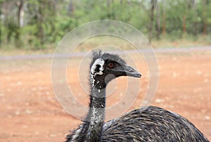 Emu a flightless bird, Australia