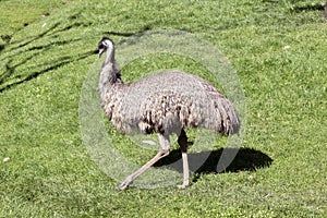 The emu is a flightless tall bird