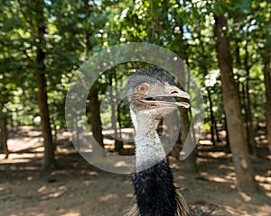 Emu Gaze