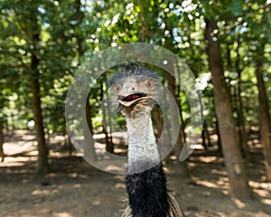 Emu Gaze