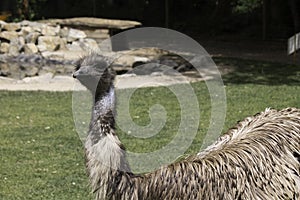 Emu