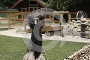 Emu