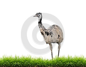 Emu with green grass isolated