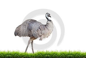 Emu with green grass
