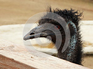 Emu hair do or Coronavirus Hair