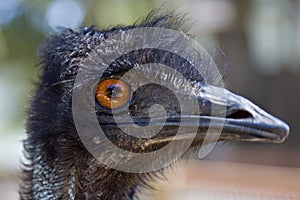 Emu head