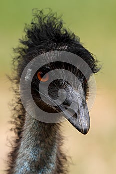 Emu Head, Australia