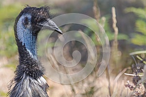 Emu head closeup in Australia