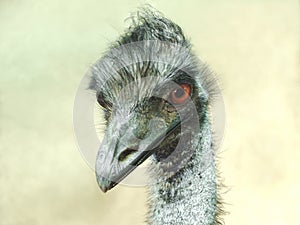 Emu head, full-face