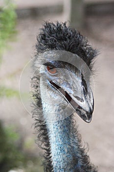 Emu head and neck of an Australian flightless bird