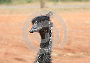 Emu head shoot, flightless bird