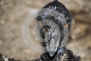 Emu head up close