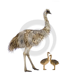 Emu and her chicks photo