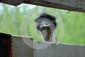 Emu: i am not ET