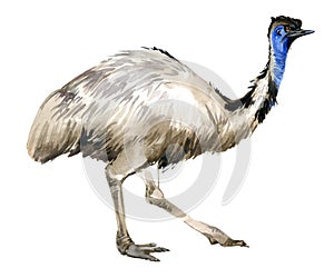 Emu illustration isolatated on white. wild animals