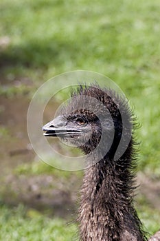 Emu immature Closeup  708723