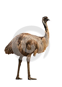 Emu isolated on white background photo