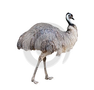 Emu isolated on white background photo