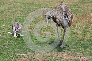 Emu and Kangaroo