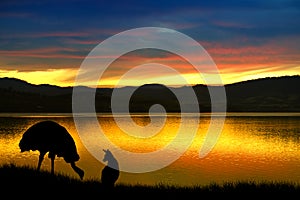 Emu and kangaroo in Australia