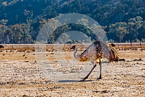 Emu large flightless bird.