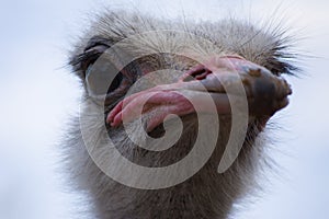 Emu living in captivity. Ostrich close up. Australian bird photo