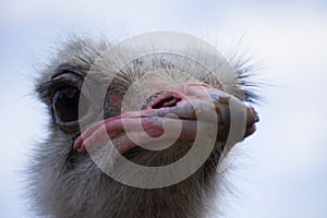 Emu living in captivity. Ostrich close up. Australian bird photo