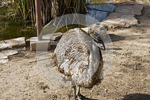 Emu living in captivity. Ostrich close up. Australian bird photo