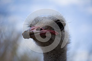 Emu living in captivity. Ostrich close up. Australian bird photo