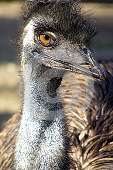 Emu look