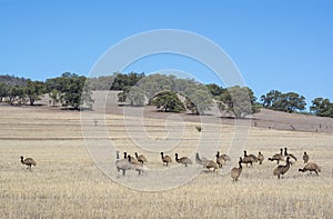 Emu Mob, Alligator Gorge, South Australia