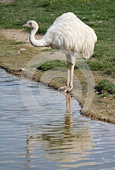 Emu next to a pond
