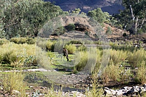 Emu in oasis, Brachina Gorge area, SA, Australia
