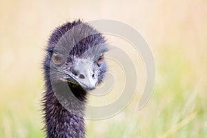 Emu Ostrich