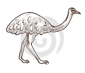 Emu ostrich isolated sketch, Australian flightless bird