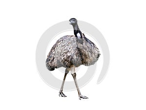 emu ostrich isolated on white