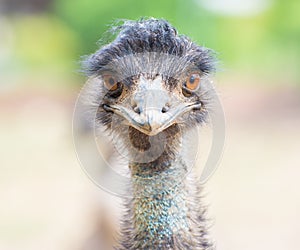 Emu or Ostrich looking straight with two orange eyes