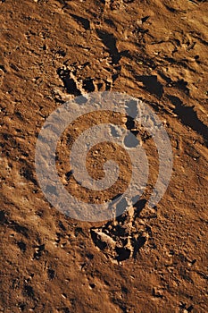 Emu Ostrich Tracks in Australian outback desert