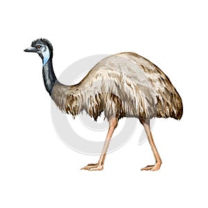 Emu ostrich watercolor illustration. Hand drawn native Australian bird. Single emu side view element. Australia wildlife