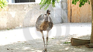 Emu ostrich in the zoo aviary