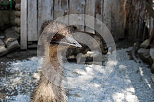 Emu ostrich at the zoo. Bird close-up.