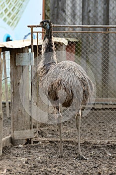 an emu ostrich in a zoo, a cage with exotic birds in a zoo, one ostrich.