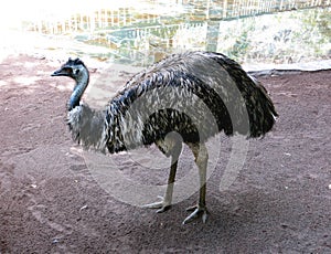 Emu, Palmitos Park, zoo