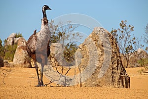 emu - pinnacles - western australia