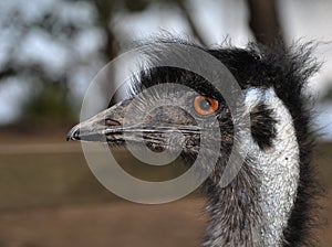 Emu portait