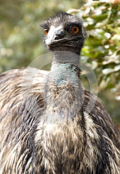 Emu Portrait